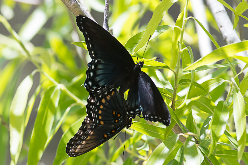 red-spotted purple